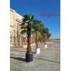 درخت پالم مصنوعی